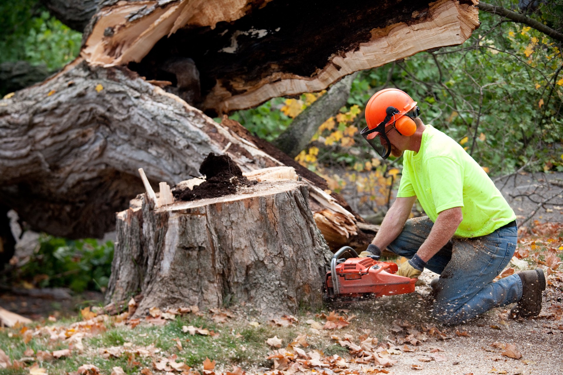 Tree Trimmer or Construction Worker